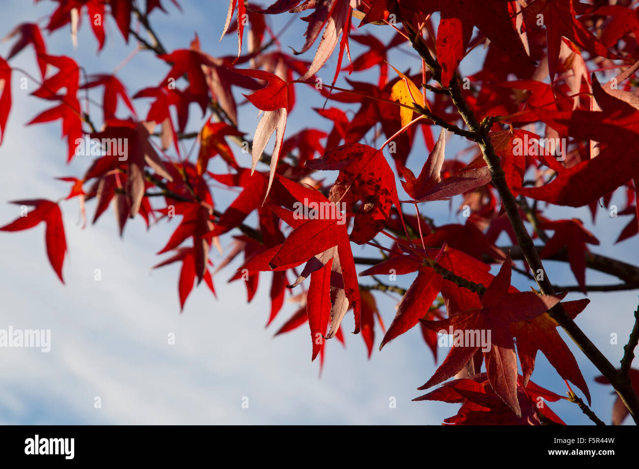 Stunning Red Autumn leaves against a blue and white sky background Stock Photo