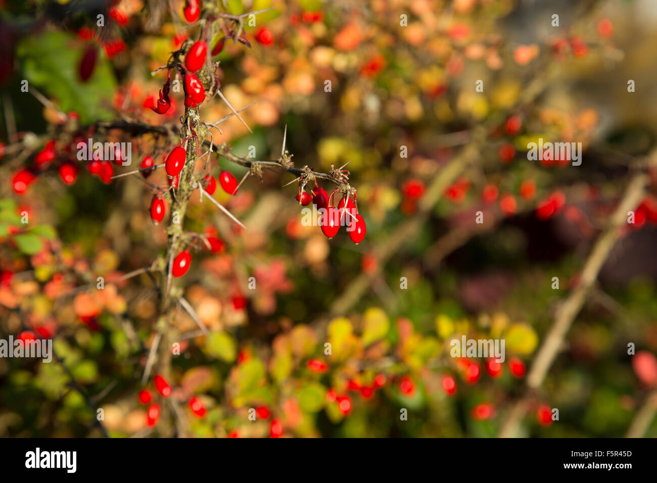 Red winter berries with sharp thorny spikes Stock Photo