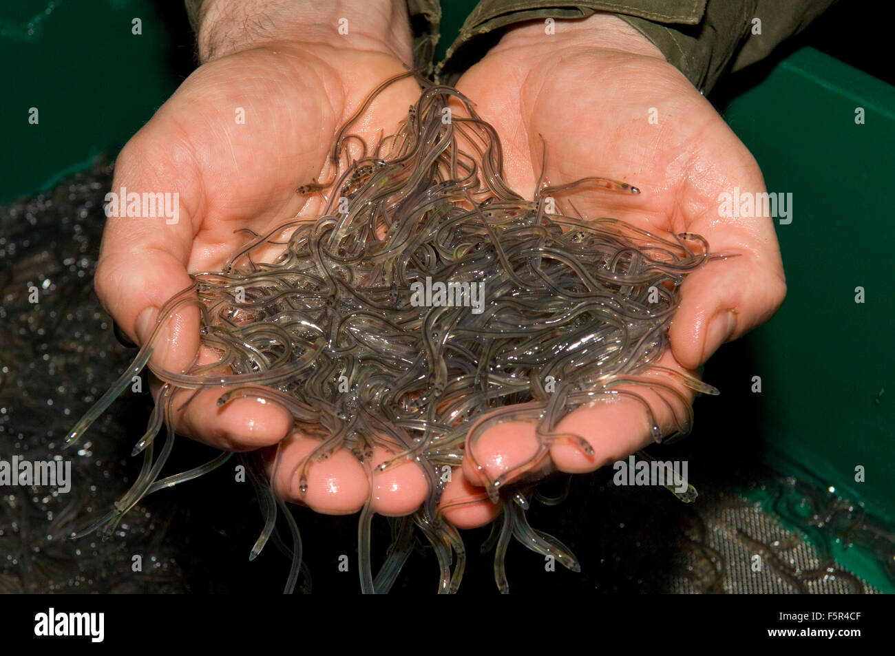Severn & Wye Smokery,Gloucestersh,young eels(elvers)being introduced to