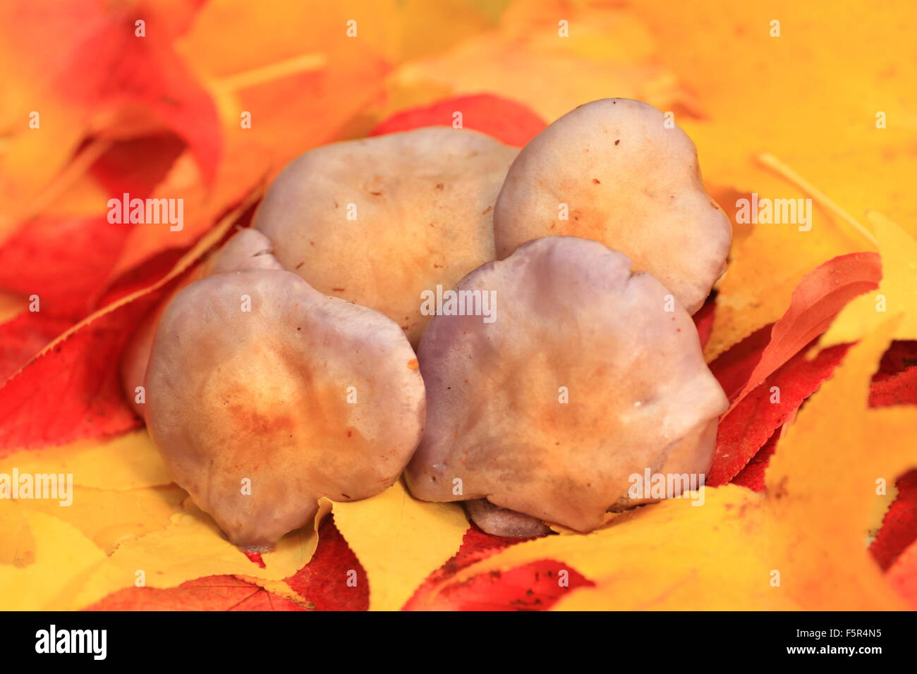 Japanese wild mushroom Stock Photo Alamy