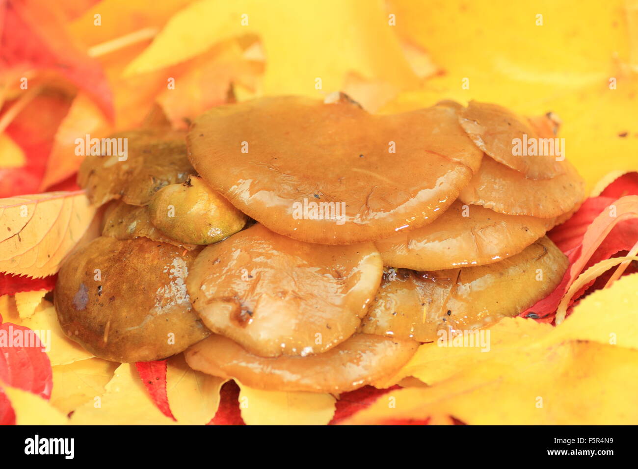 Japanese wild mushroom Stock Photo Alamy