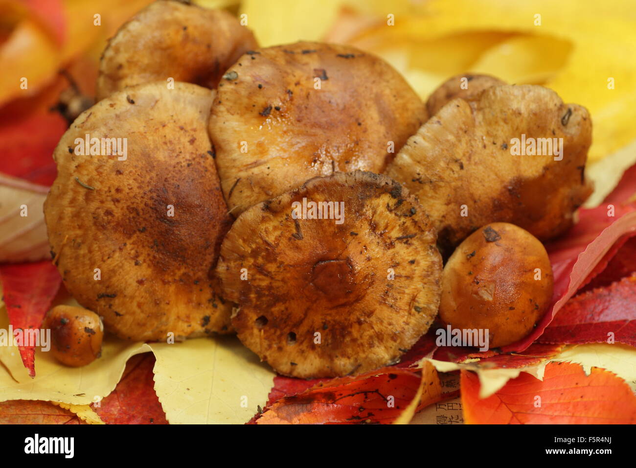 Japanese wild mushroom Stock Photo Alamy