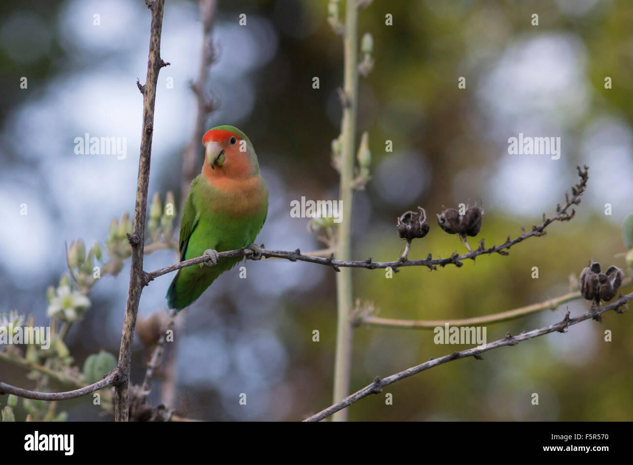 Peach faced love bird hi-res stock photography and images - Alamy