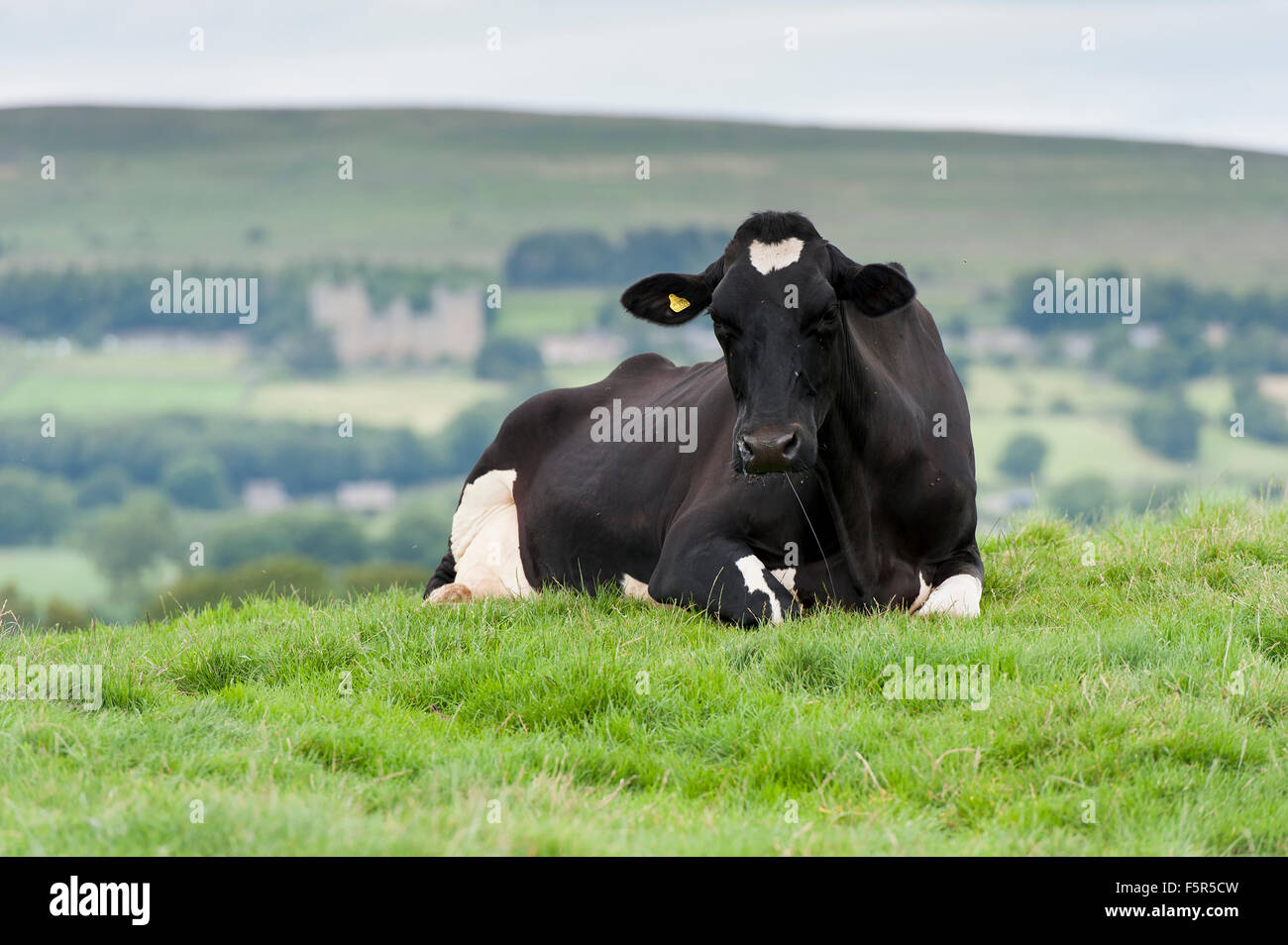Black white holstein friesian cattle laid hi-res stock photography and ...