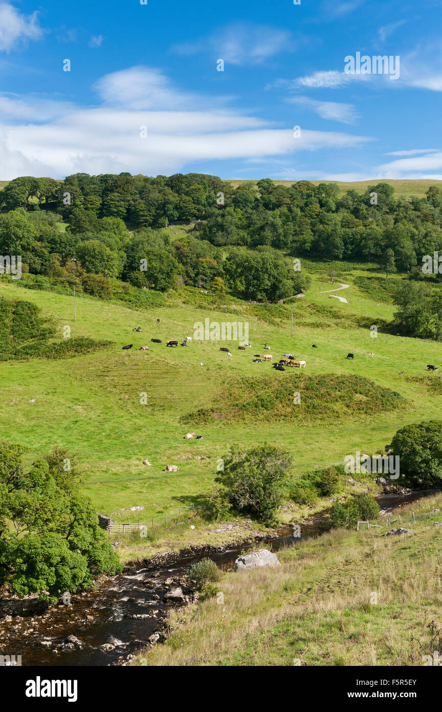 Upper Wharfedale near Starbotton in late summer, North Yorkshire, UK. Stock Photo