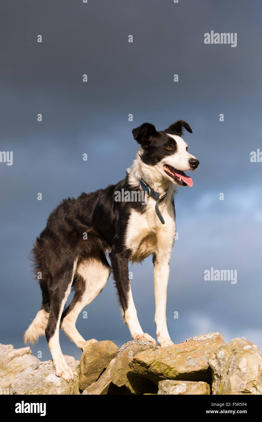Border Collie sheepdodg stood on top of a drystone wall, Cumbria, UK ...
