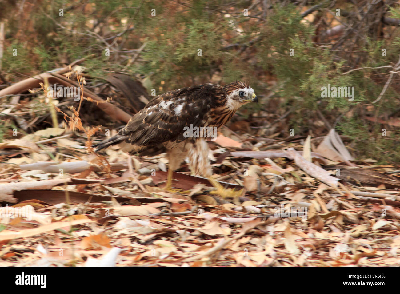 Baby Cooper's Hawk Takes a Walk Stock Photo - Alamy