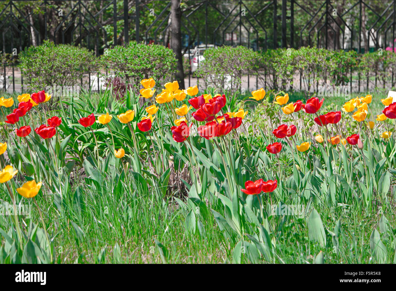Red and yellow tulips Stock Photo - Alamy