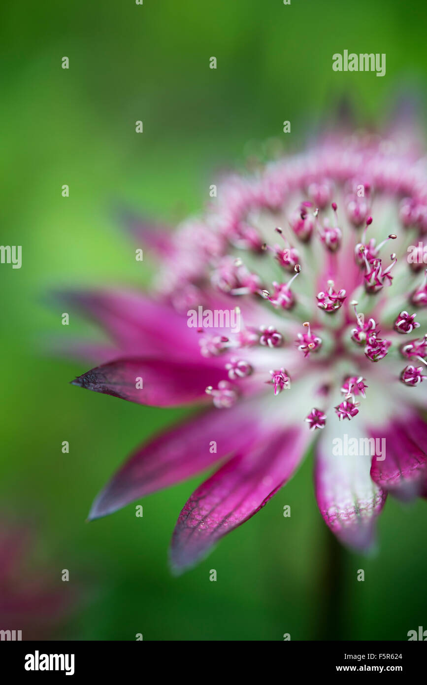 Deep red Astrantia flower in close up with shallow depth of field creating a soft green background. Stock Photo