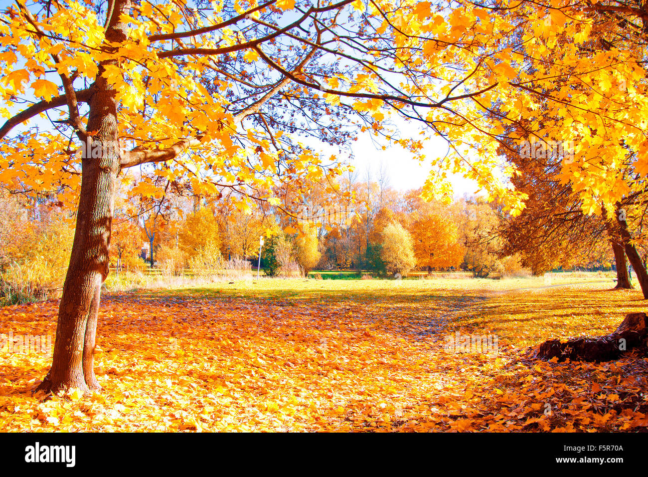 Autumn scenery. Beautiful gold fall in park. Stock Photo