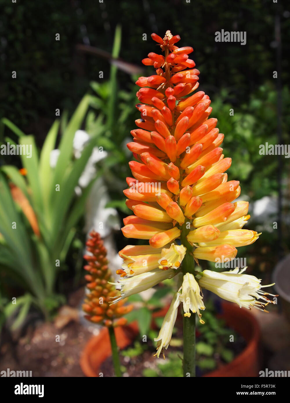 A tall, brilliant colored Torch Lily, also known as Red Hot Poker Plant, stands in the middle of a garden in full bloom in summe Stock Photo