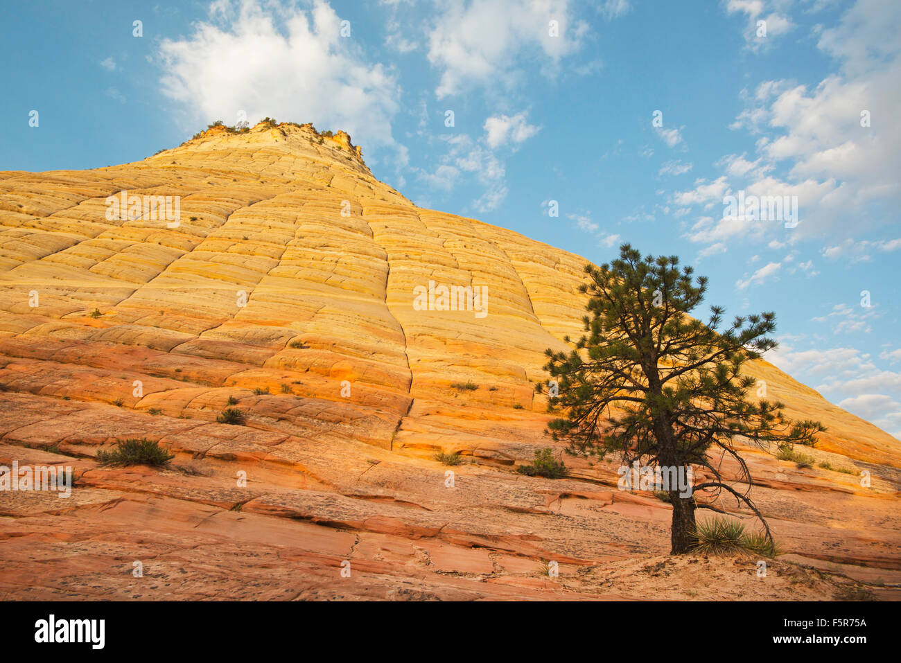 Checkboard Mesa at dawn, iconic outcrop of Navajo Sandstone, Zion National Park, Utah Stock Photo