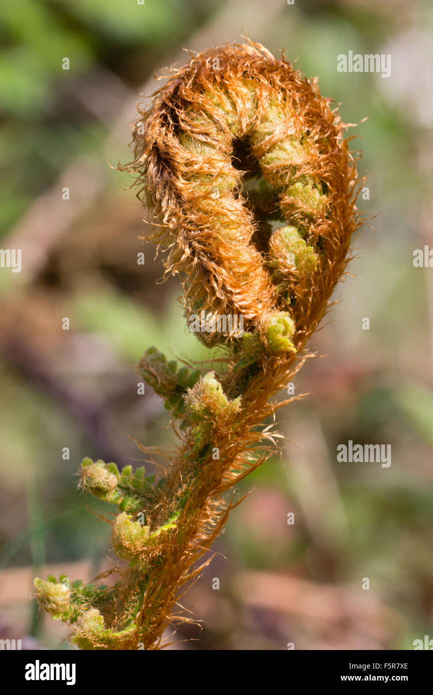 Rusty gold scales on the unfolding spring frond of the golden shield fern, Dryopteris affinis Stock Photo