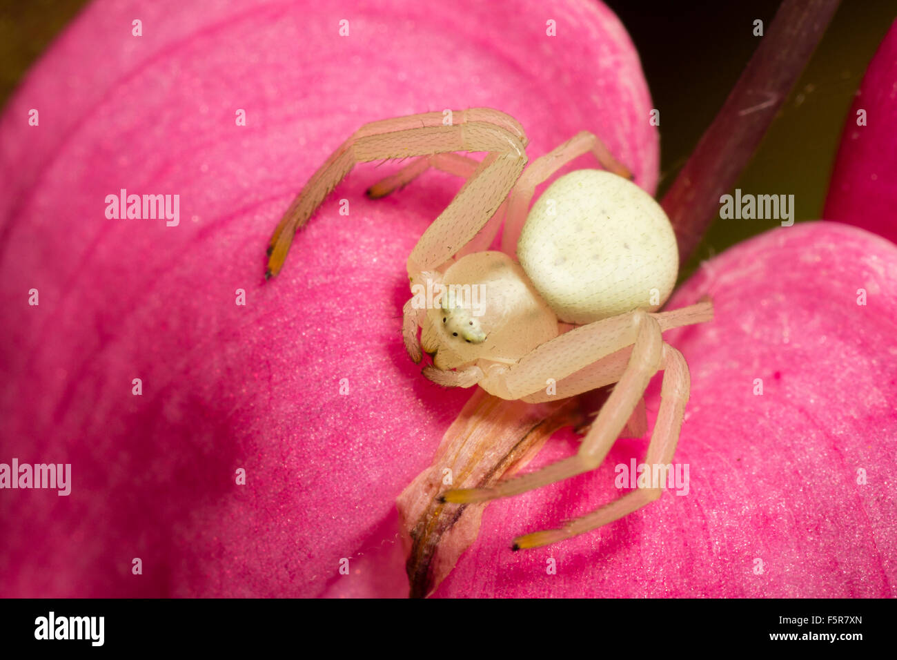 Adult crab spider, Misumena vatia, lying in wait to catch insects on a flower of Lamprocapnos spectabilis Stock Photo