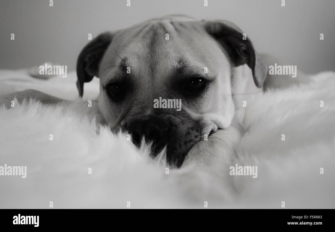 bullmastiff black puppy