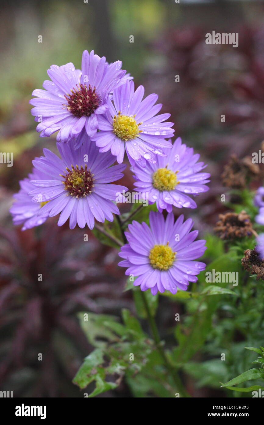 Mauve Aster flowers Stock Photo