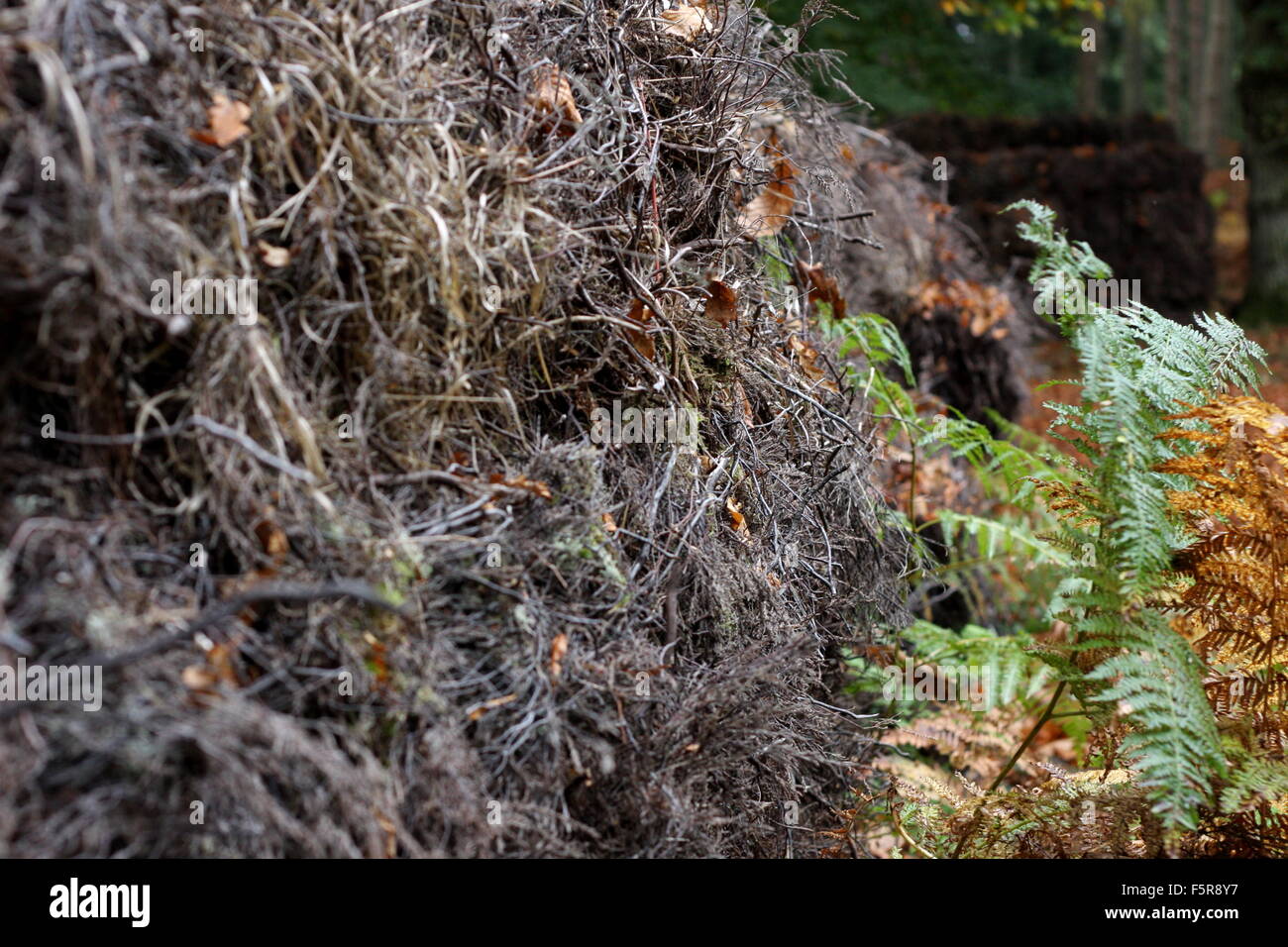 Stacked twig bales in the New Forest Stock Photo - Alamy