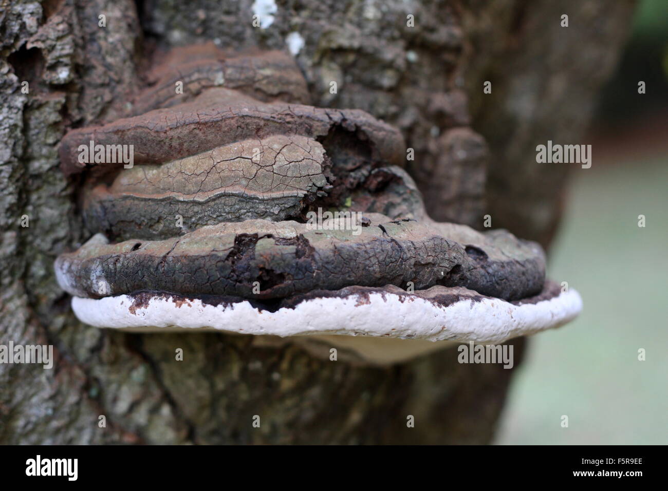 Artist Conk(Ganoderma lipsiense) Stock Photo