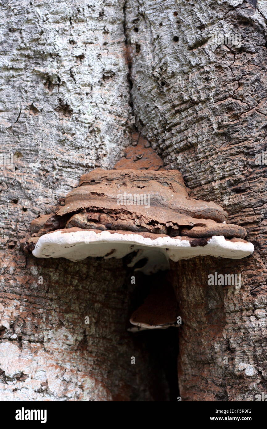 Ganoderma lipsiense hi-res stock photography and images - Alamy