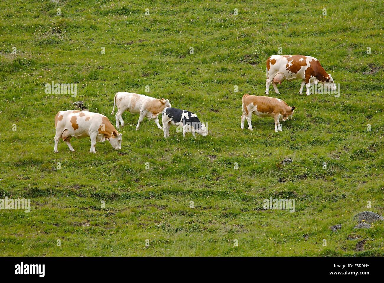 Cows grazing on the hillside Stock Photo