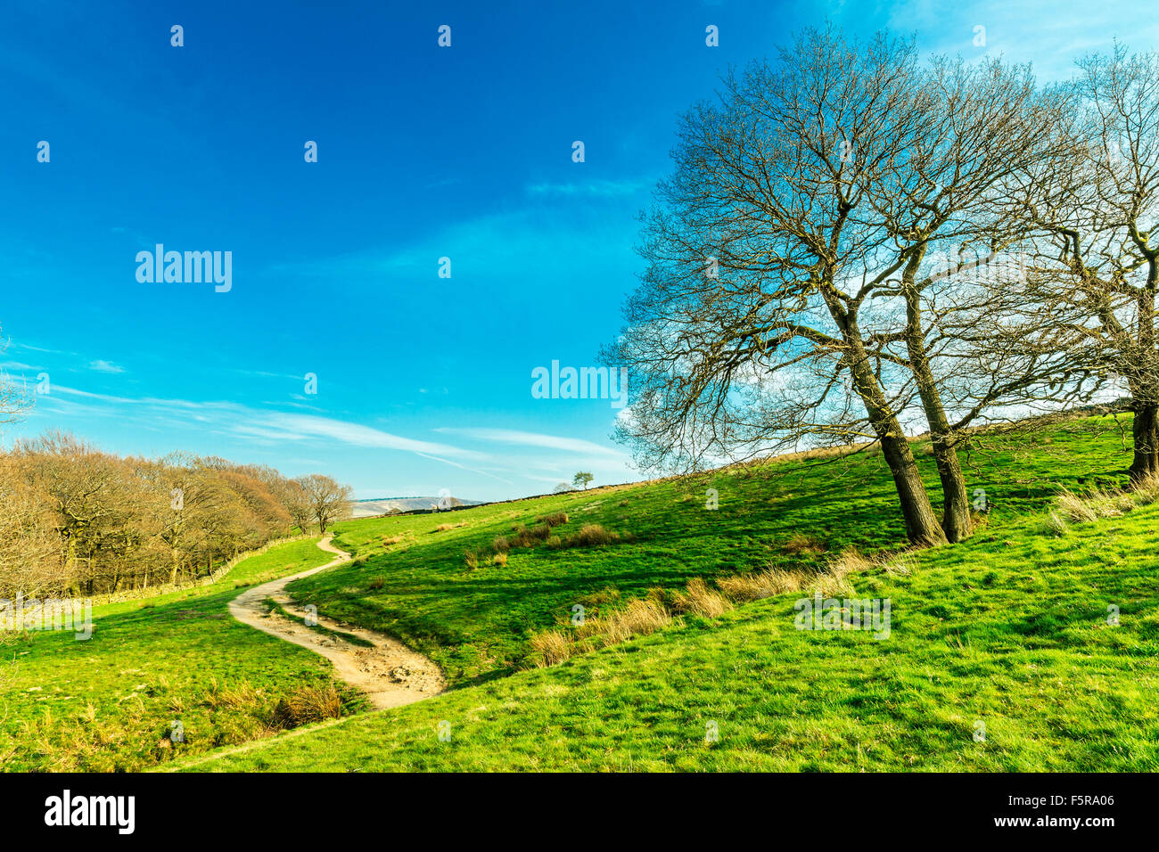 Winding Path at Digley Wood near Holmfirth, Yorkshire, Peak District, England, UK Stock Photo