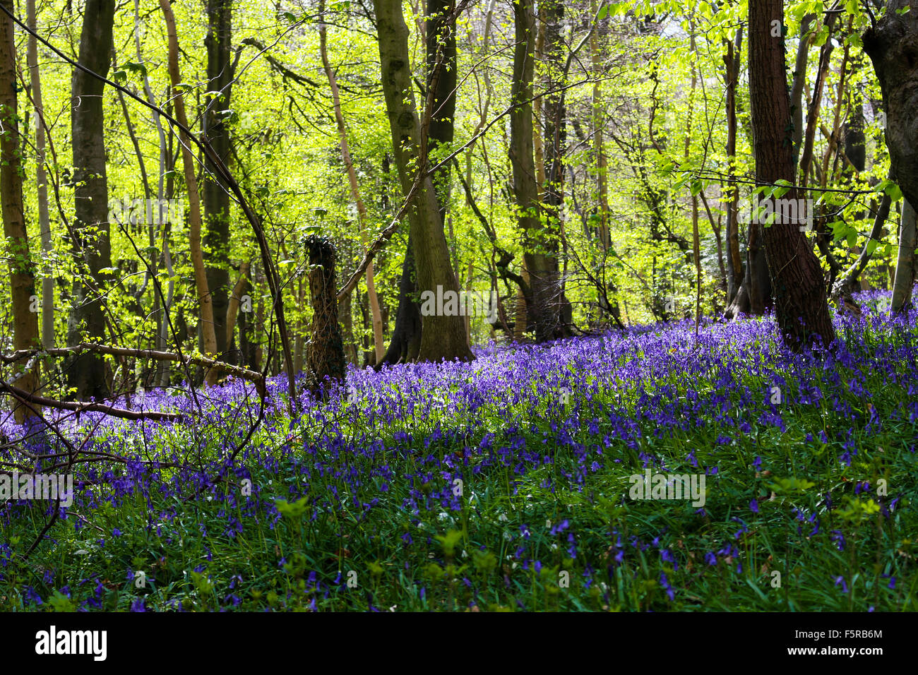 Bluebell wood near Cranham, Gloucestershire Stock Photo