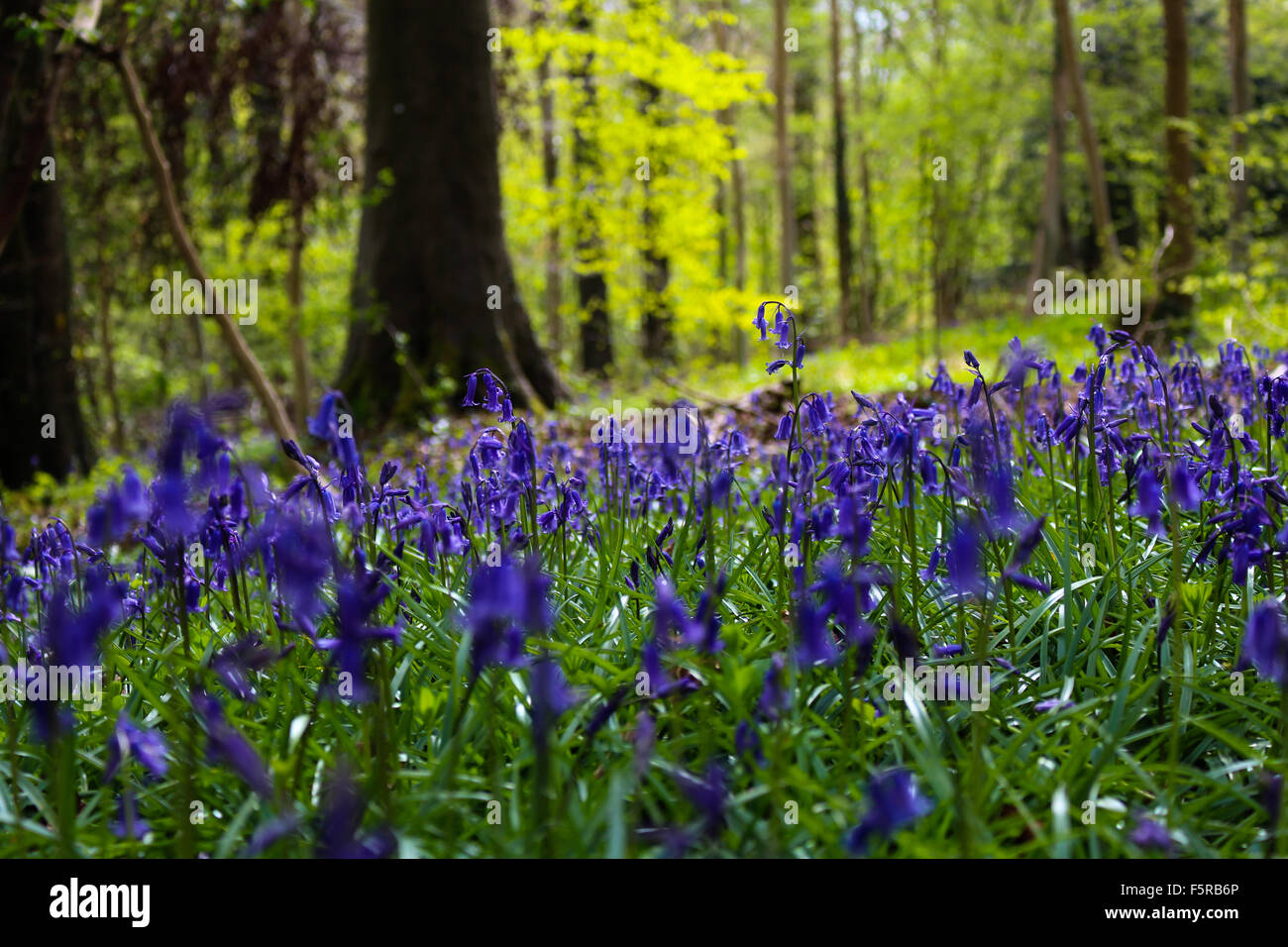 Spring bluebells near Cranham, Gloucestershire Stock Photo