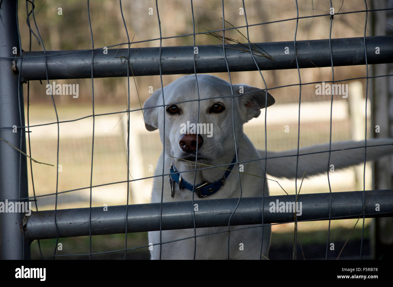 "Let me out". White dog looking through wire fence, USA Stock Photo
