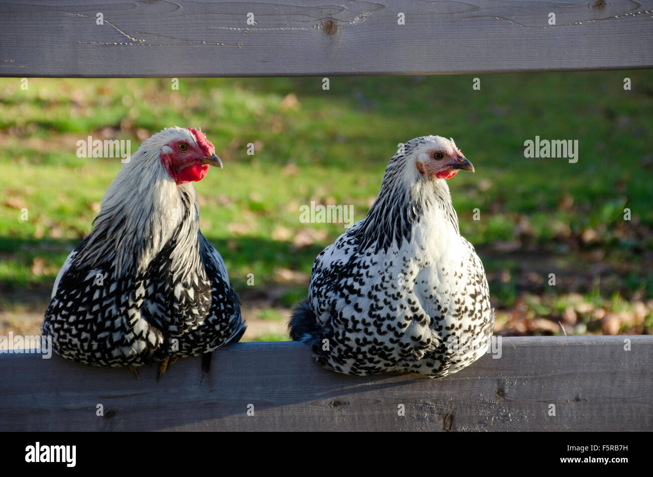Two Silver Laced Wyandotte chickens male and female perched on a
