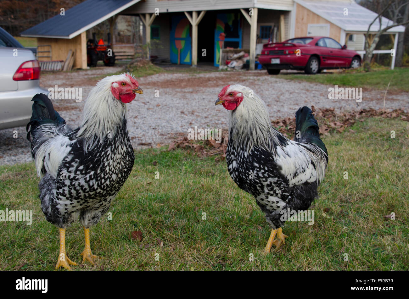 Face off, two Silver Laced Wyandotte roosters face each other in yard, Maine, USA Stock Photo
