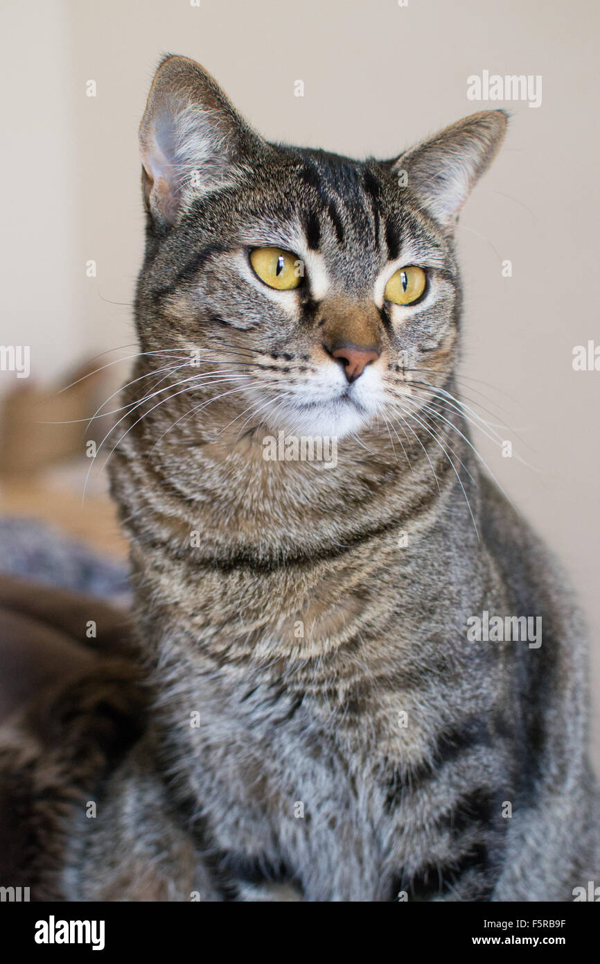 Portrait of a cat Stock Photo - Alamy