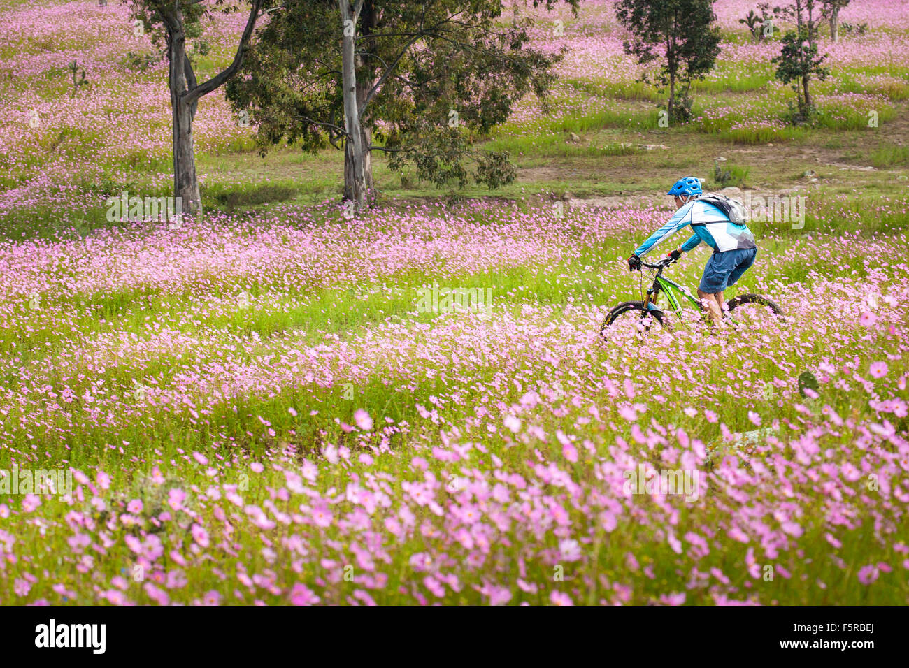 Mountain biker rides through fields of wild cosmos flowers near Morelia, Michoacan, Mexico. Stock Photo