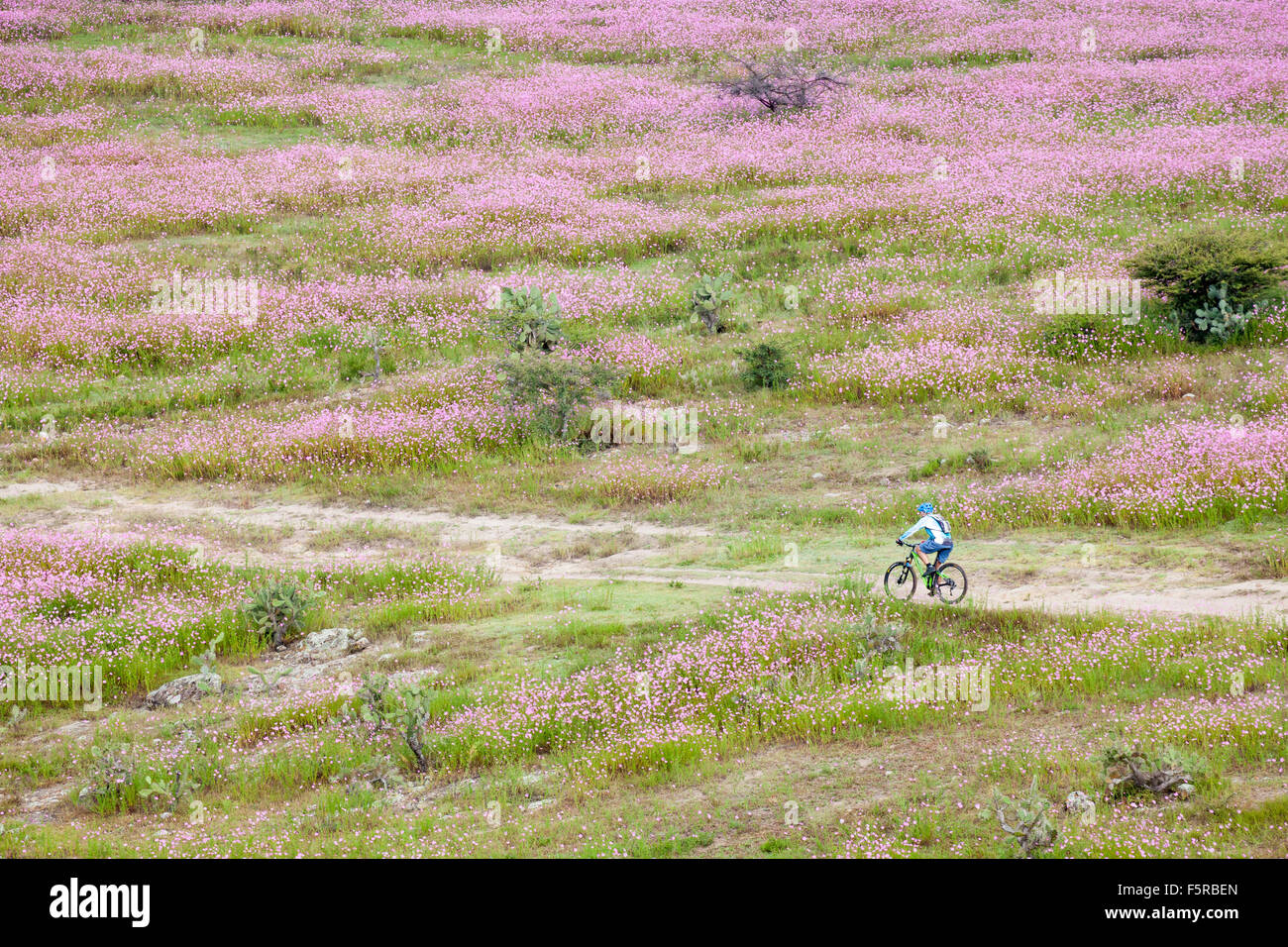 Mountain biker rides through fields of wild cosmos flowers near Morelia, Michoacan, Mexico. Stock Photo