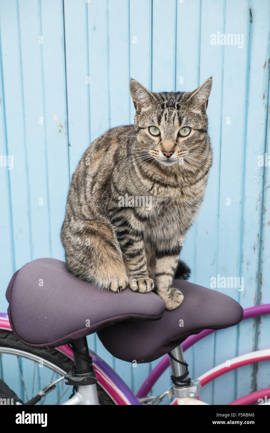 Cat on a bicycle,bike seat,in a street in Couiza village,Aude,South France. Humour,funny,Couiza,market,Aude,France,Bio,organic, Stock Photo