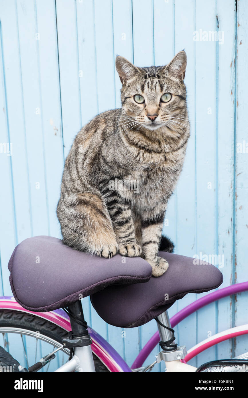 Cat on a bicycle,bike seat,in a street in Couiza village,Aude,South France. Humour,funny,Couiza,market,Aude,France,Bio,organic, Stock Photo
