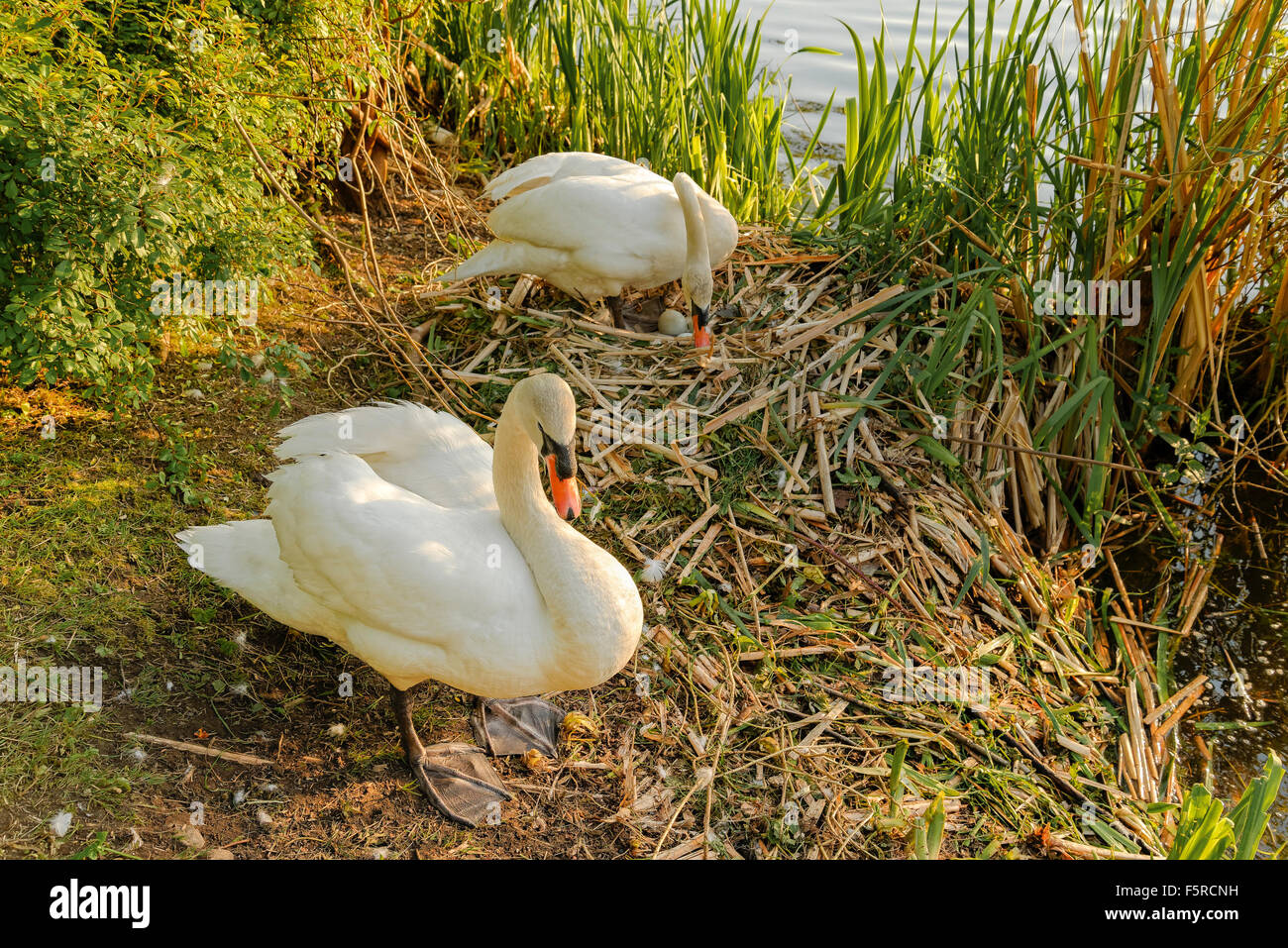 Nesting swan, Lost lagoon, Stanley Park, Vancouver, British Columbia, Canada Stock Photo