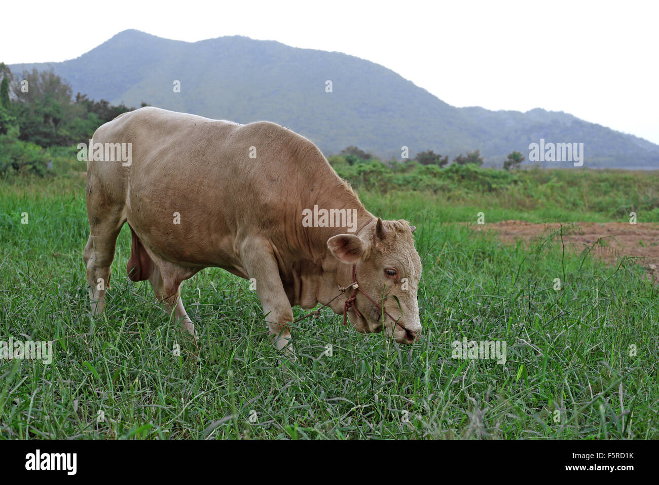 asian cow in green pasture Stock Photo