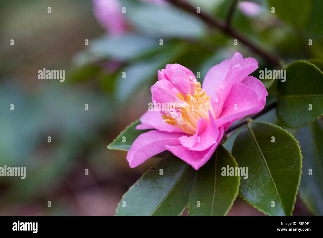 Camellia hiemalis 'Showa-no-sakae'. Snow Camellia in bloom in late Autumn. Stock Photo