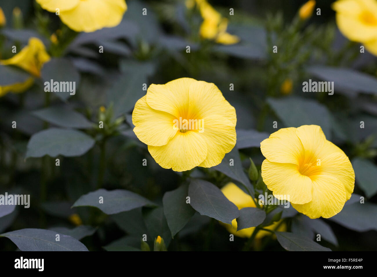 Yellow funnel shaped flower hi-res stock photography and images - Alamy
