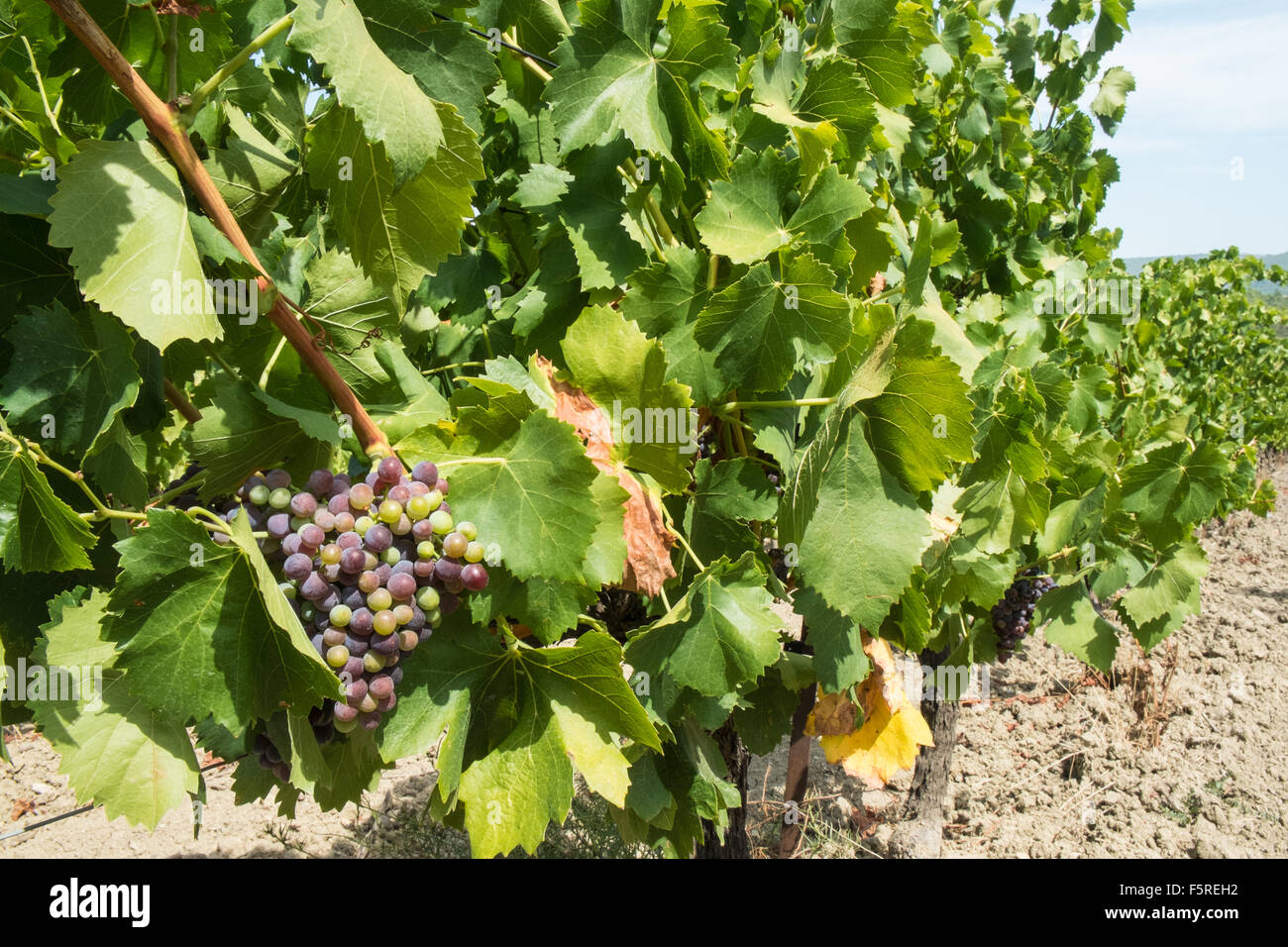 At Pechlatt,PechLatt vineyards,close up of wine producing grapes,in