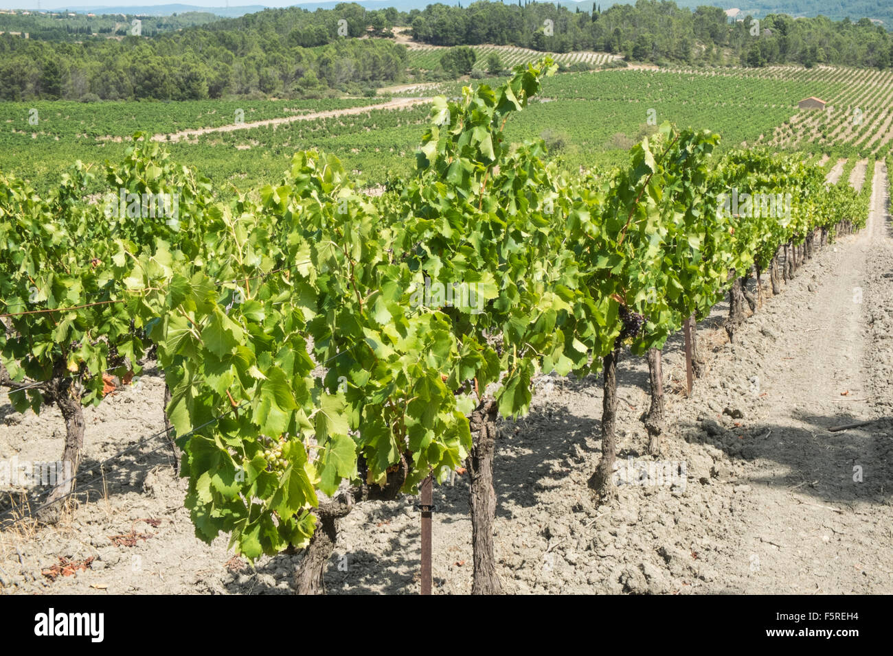 At Pechlatt,PechLatt vineyards,close up of wine producing grapes,in