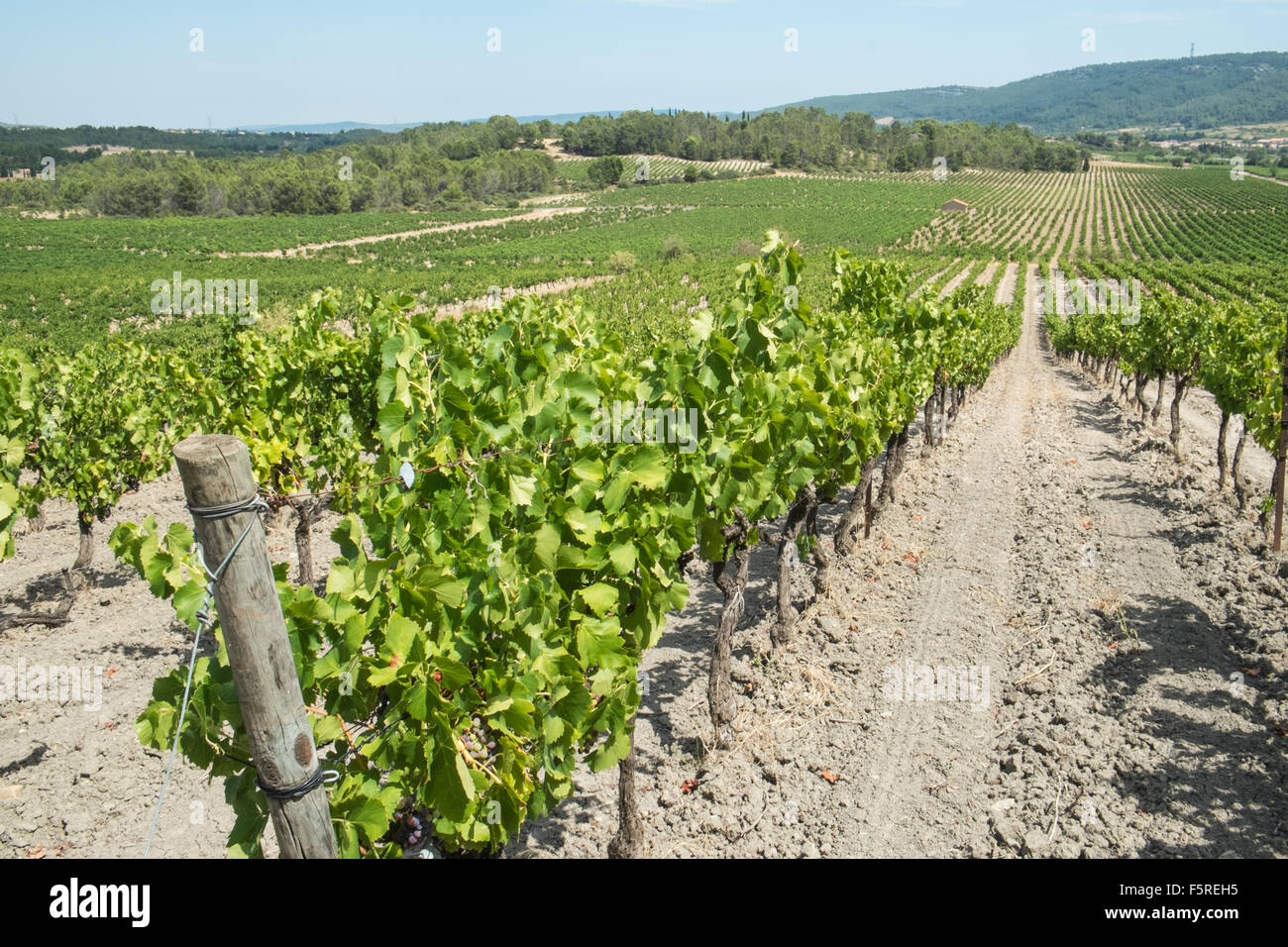 At Pechlatt,PechLatt vineyards,close up of wine producing grapes,in