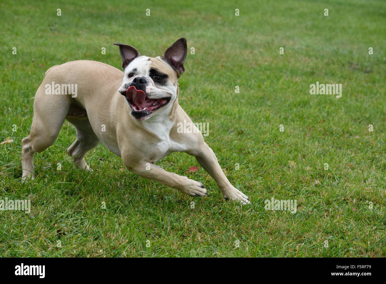 American Bulldog exercising in park Stock Photo