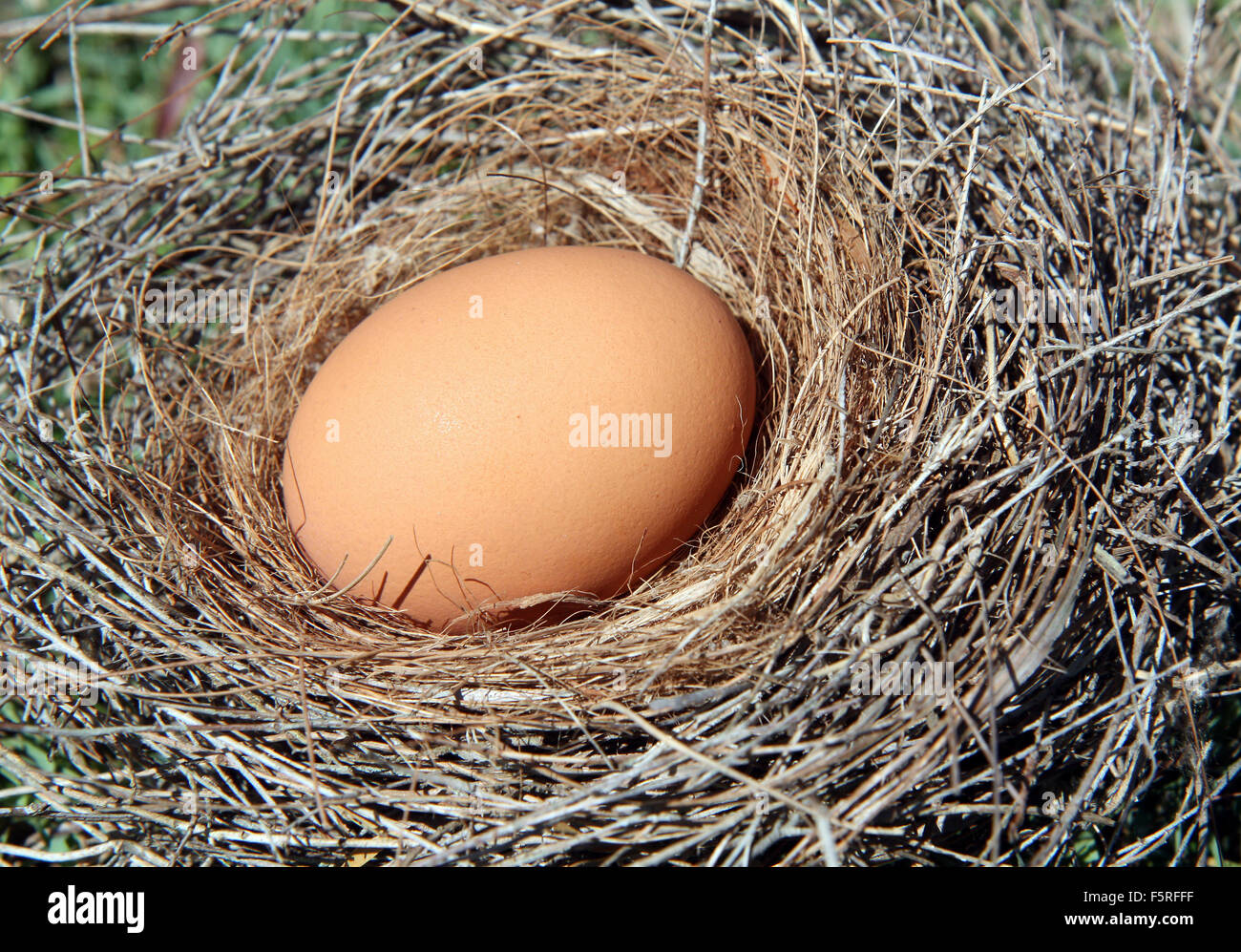 a large egg in a straw nest Stock Photo - Alamy