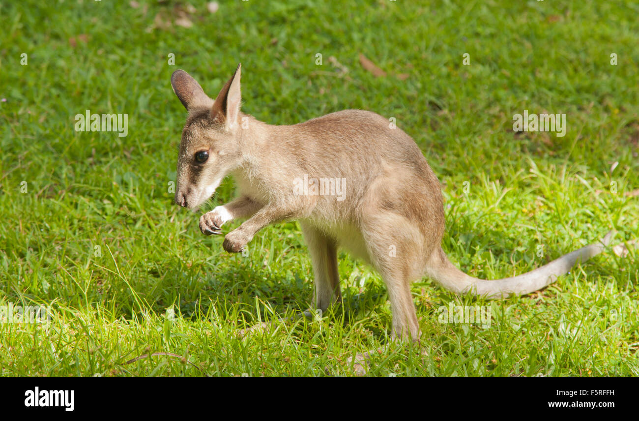 a young joey kangaroo eating fresh grass Stock Photo
