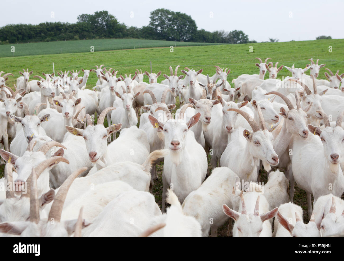 a flock of white goats standing on a pasture Stock Photo - Alamy