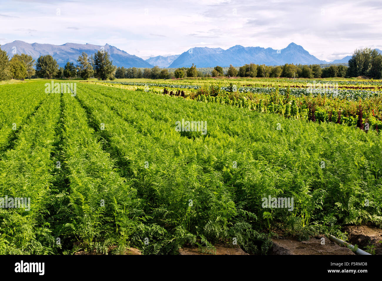 Maturing rows of 'late harvest' carrot field. Stock Photo