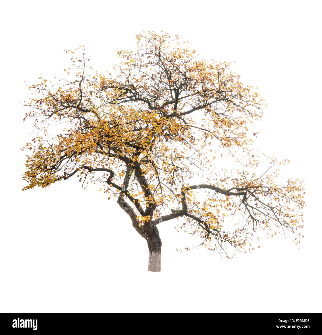 Tree lush autumn foliage Cut Out Stock Images & Pictures - Alamy