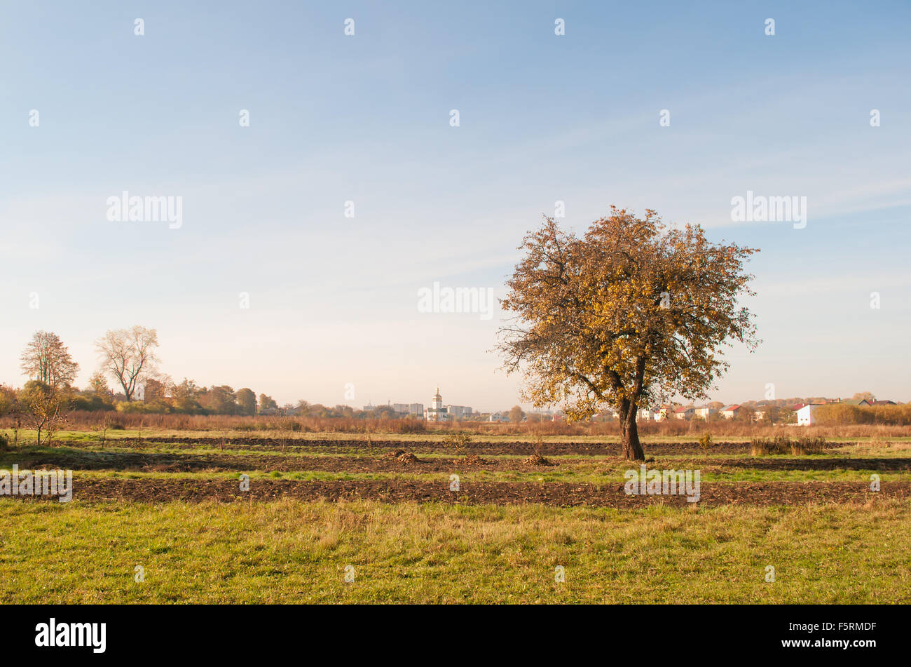 autumn tree is background sky Stock Photo - Alamy