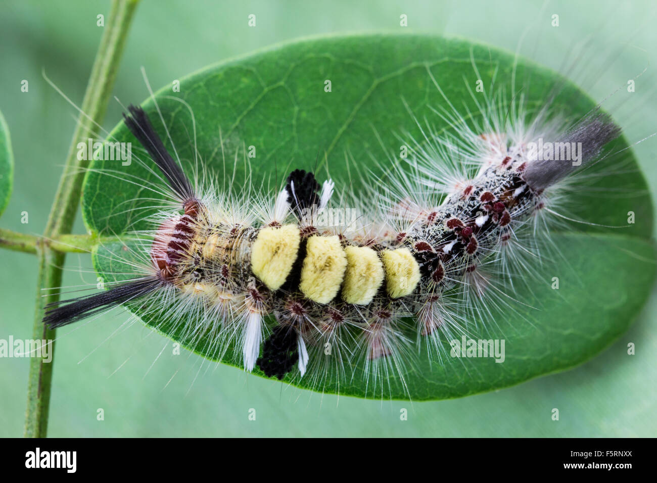 Closeup garden caterpillar on green leaf background Stock Photo - Alamy
